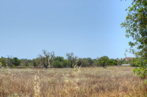 DSC_0009_tonemapped_resize