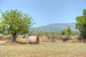 DSC_0008_tonemapped_resize